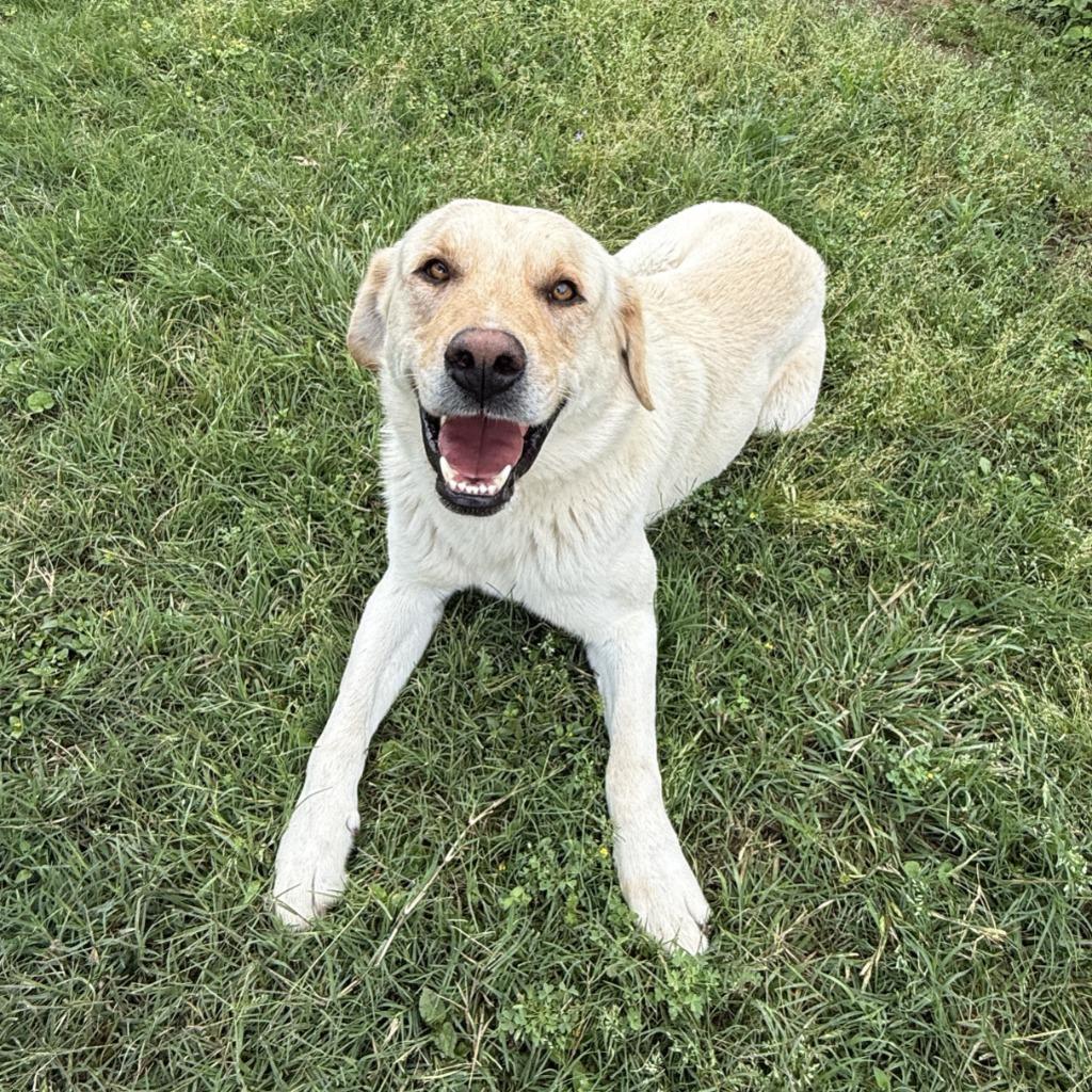 Enlarge Clay, a Adoptable mixed breed in Brenham, TX image 3/6