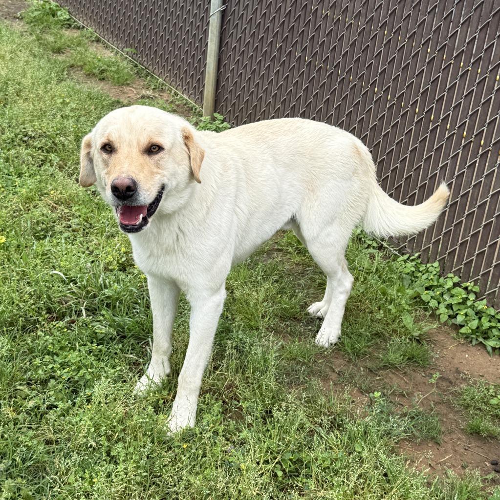 Enlarge Clay, a Adoptable mixed breed in Brenham, TX image 4/6