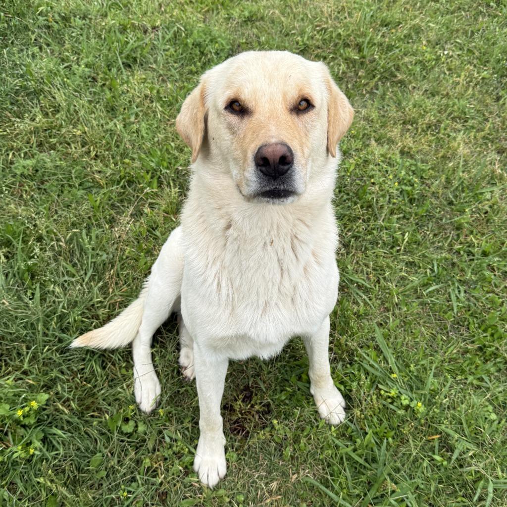 Enlarge Clay, a Adoptable mixed breed in Brenham, TX image 5/6
