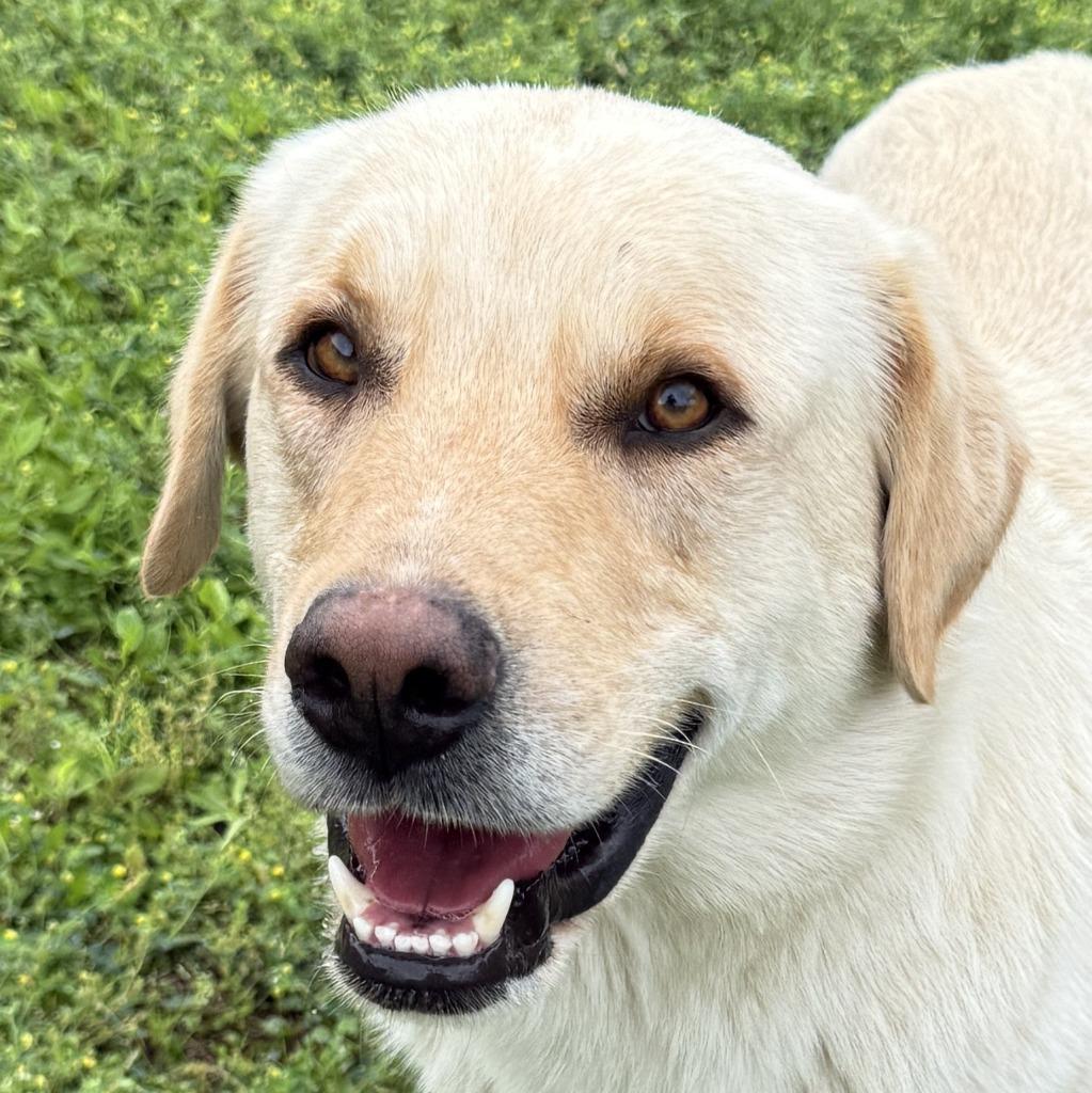 Enlarge Clay, a Adoptable mixed breed in Brenham, TX image 1/6