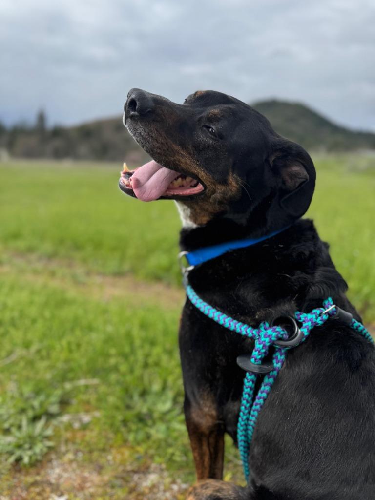 Angus, Adoptable, Adult Male Rottweiler & Cattle Dog.