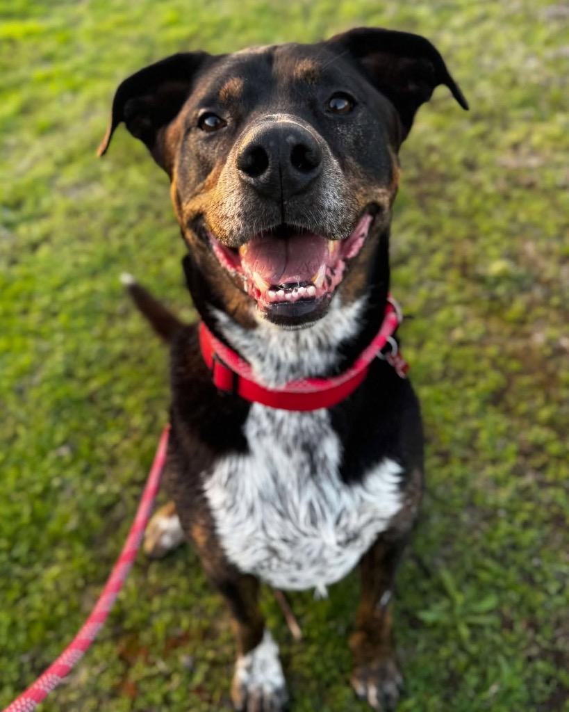 Angus, Adoptable, Adult Male Rottweiler & Cattle Dog.