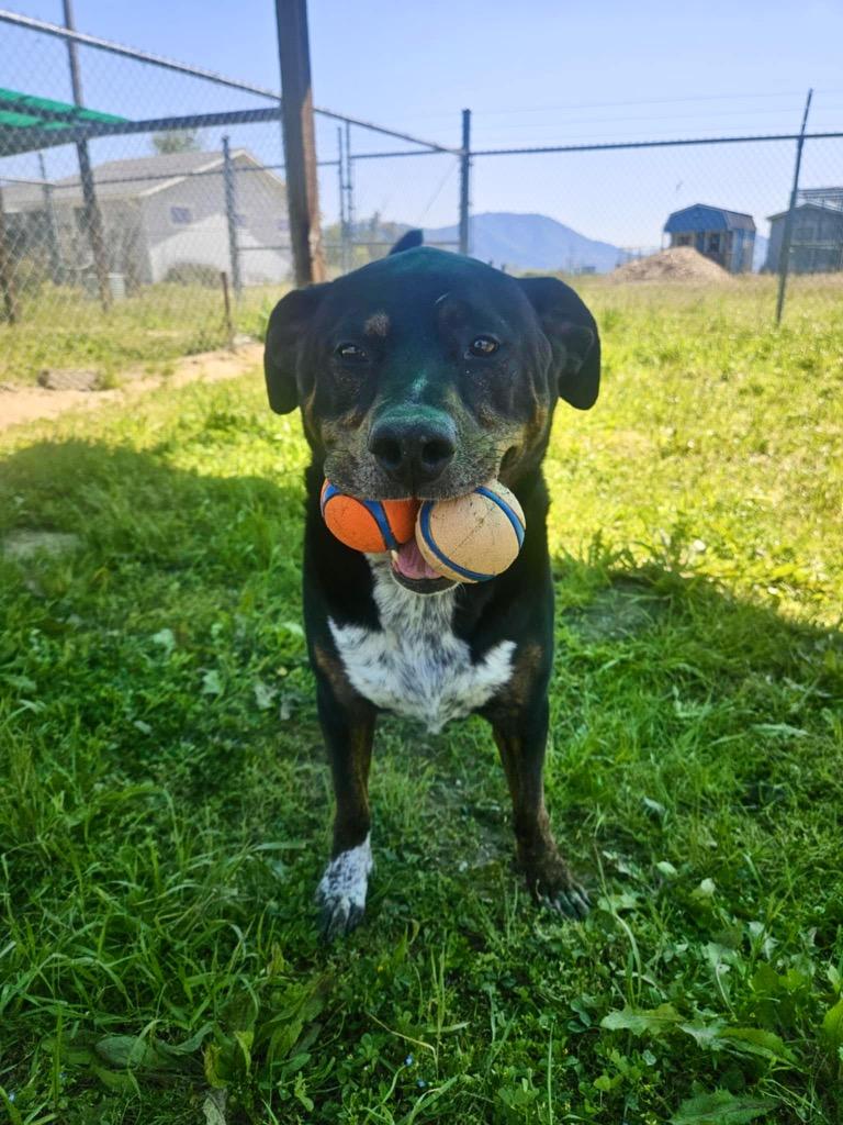 Enlarge Angus, a Adoptable mixed breed in Grants Pass, OR image 5/6