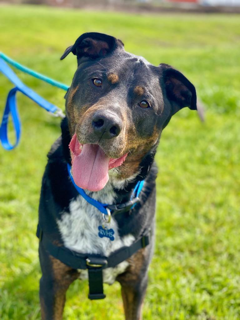 Enlarge Angus, a Adoptable mixed breed in Grants Pass, OR image 6/6