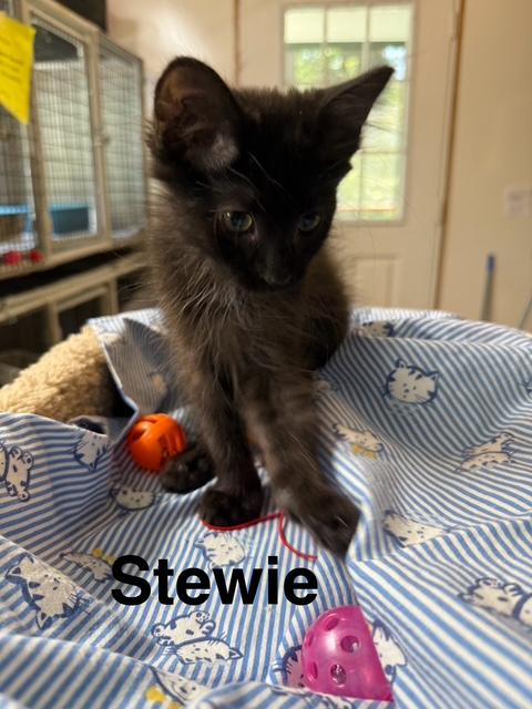 STEWIE