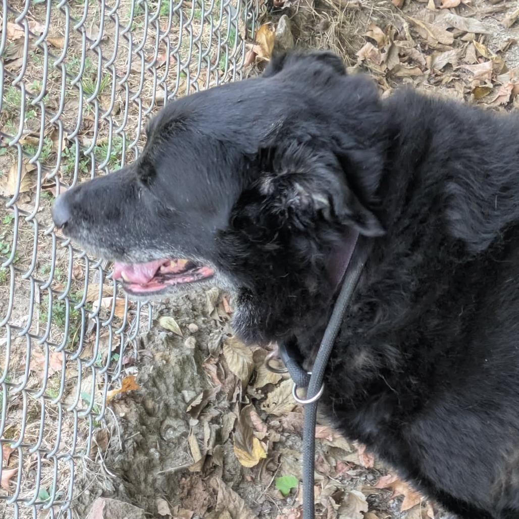 Enlarge Snoopy, a Adoptable Mixed Breed in Jeffersonville, IN image 1/2