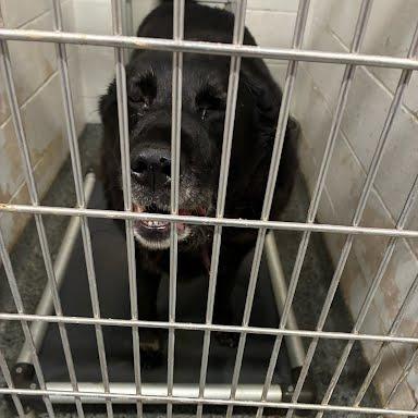 Enlarge Snoopy, a Adoptable Mixed Breed in Jeffersonville, IN image 2/2