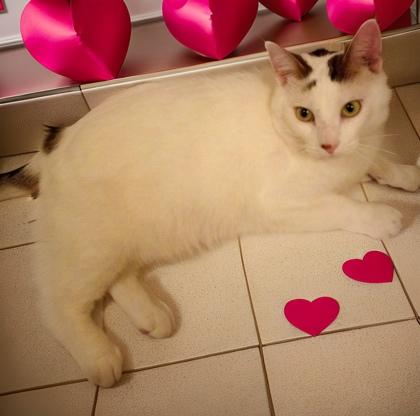 Trenton `A PRIORITY PET`, a Adoptable Domestic Short Hair in Columbia, SC image 1/3