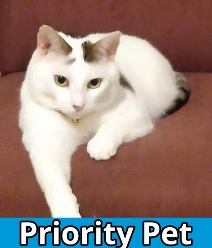 Trenton `A PRIORITY PET`, Adoptable, Adult Male Domestic Short Hair & Domestic Short Hair.