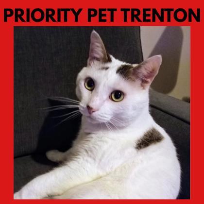 Trenton   `A PRIORITY PET`, Adoptable, Adult Male Domestic Short Hair & Domestic Short Hair.