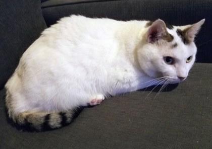 Enlarge Trenton   `A PRIORITY PET`, a Adoptable Domestic Short Hair in Columbia, SC image 2/3