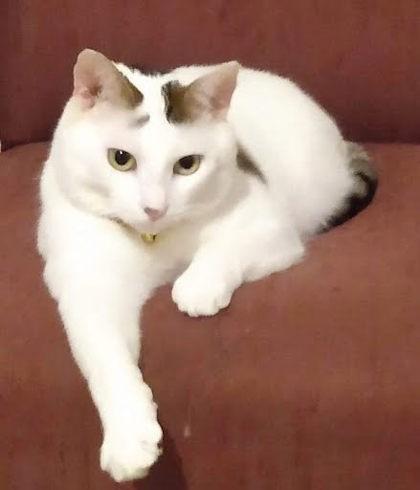 Enlarge Trenton   `A PRIORITY PET`, a Adoptable Domestic Short Hair in Columbia, SC image 3/3