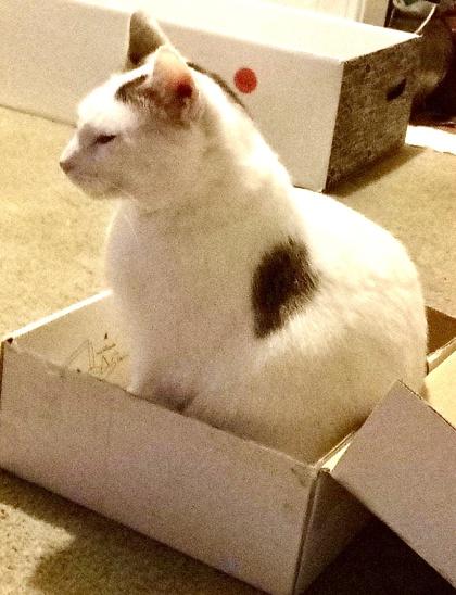 Trenton `A PRIORITY PET`, a Adoptable Domestic Short Hair in Columbia, SC image 3/3