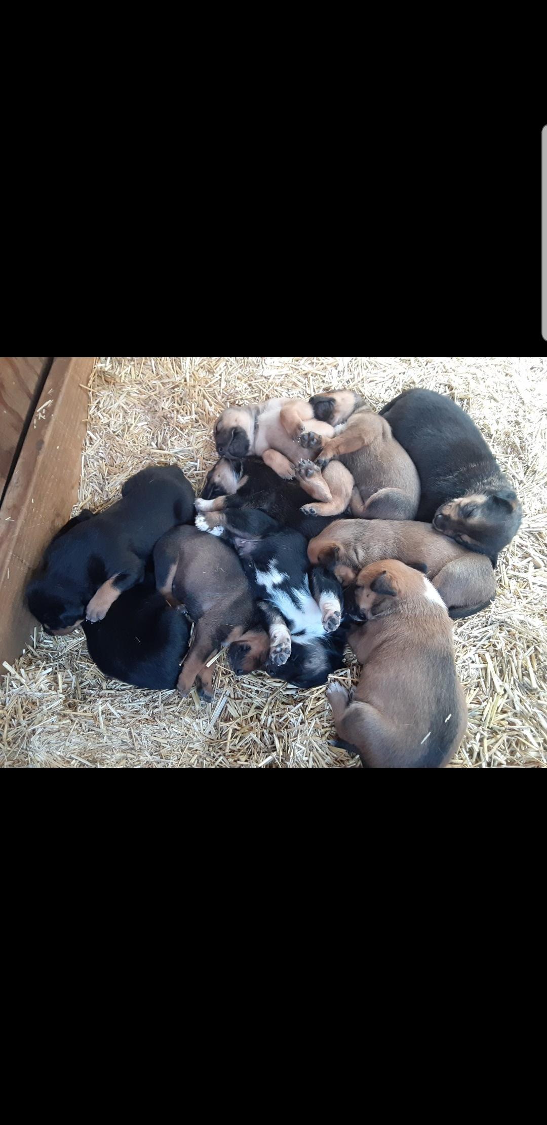Aussie Puppies