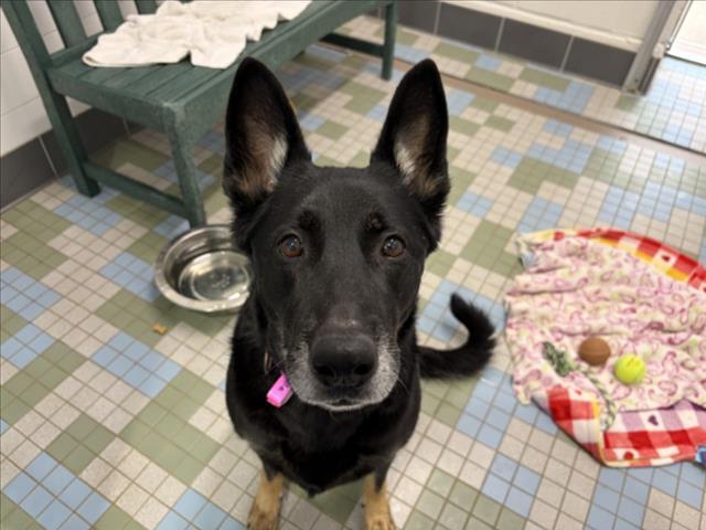 BELLA, Adoptable, Adult Female German Shepherd Dog.