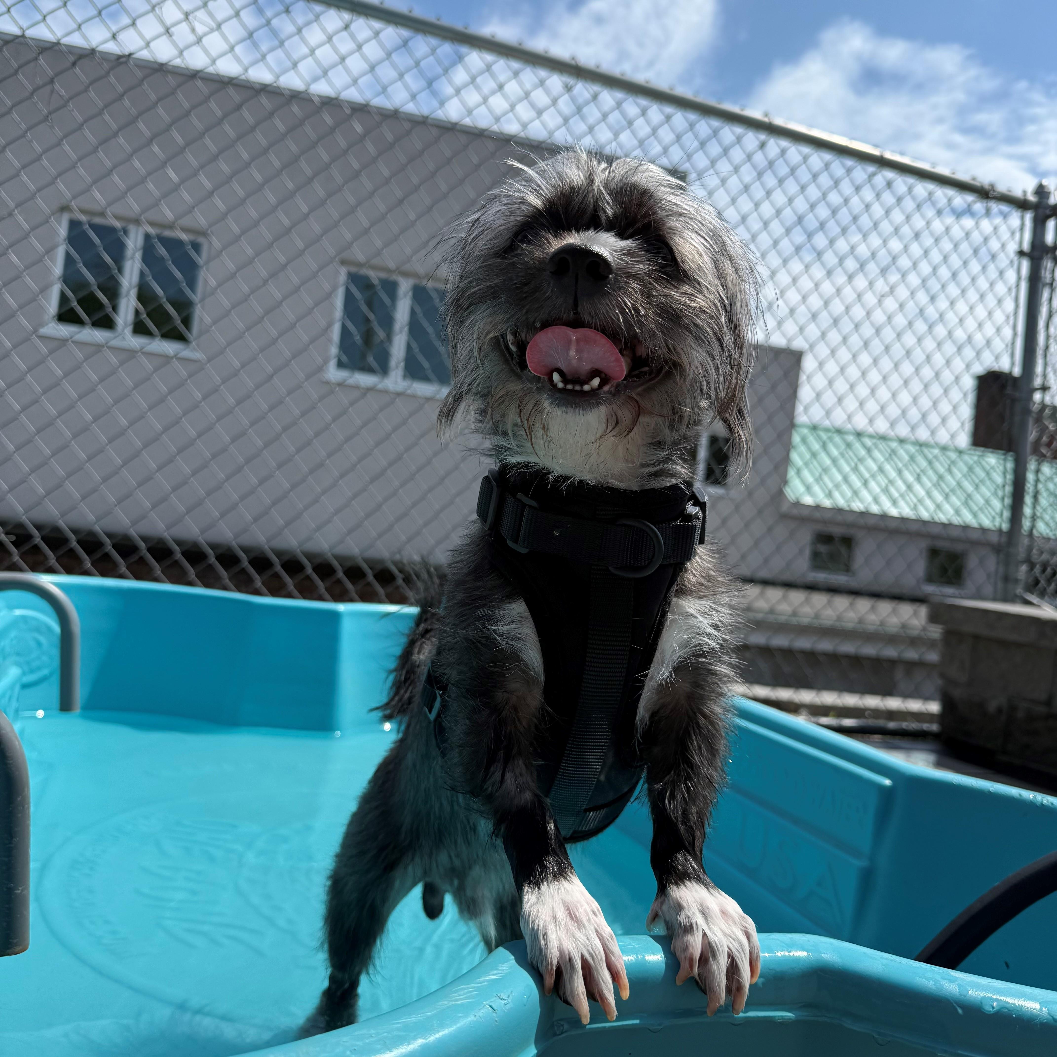 King, adopted, Adult Male Terrier.