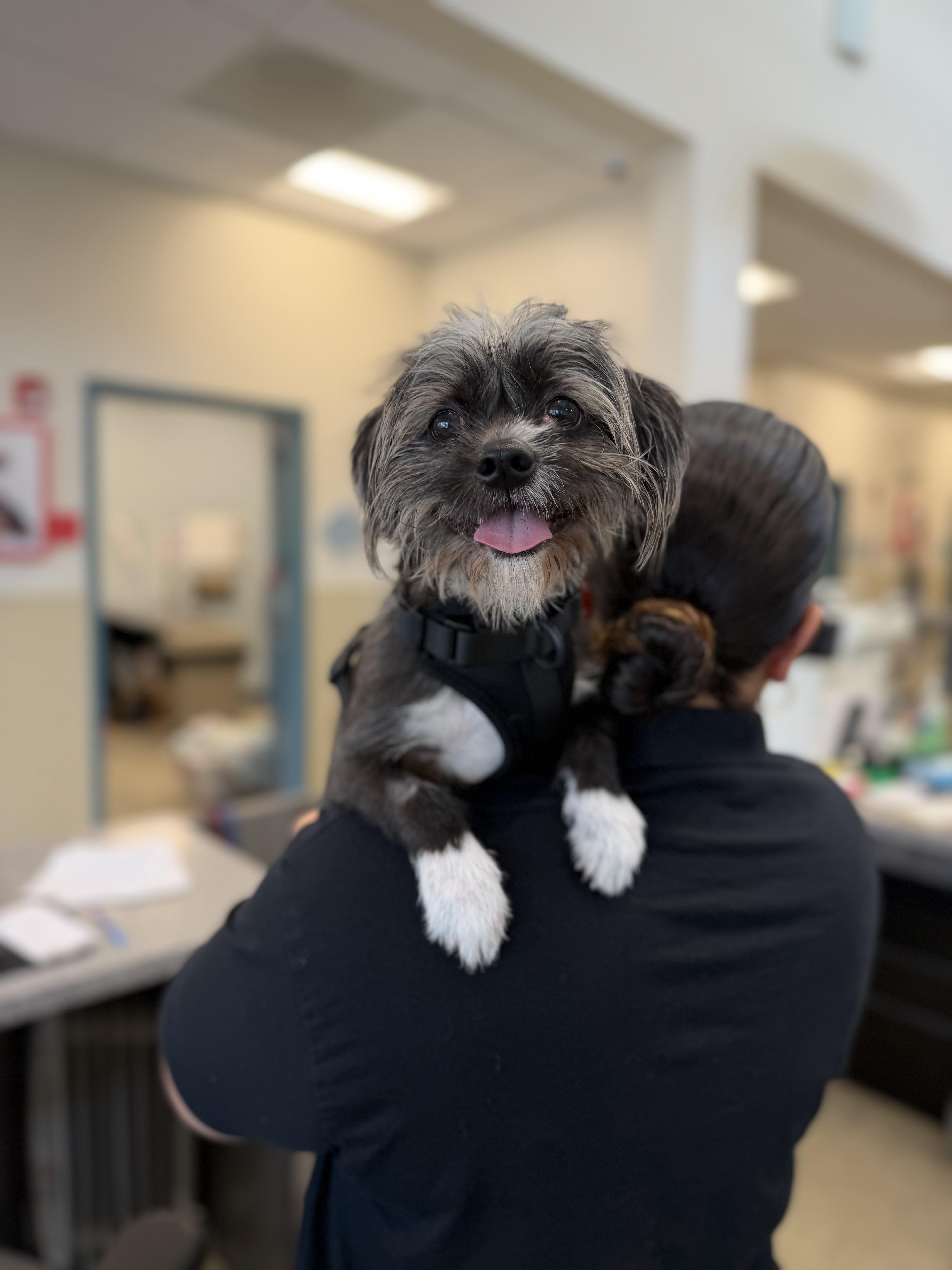 Enlarge King, an adopted mixed breed in New Rochelle, NY image 2/5