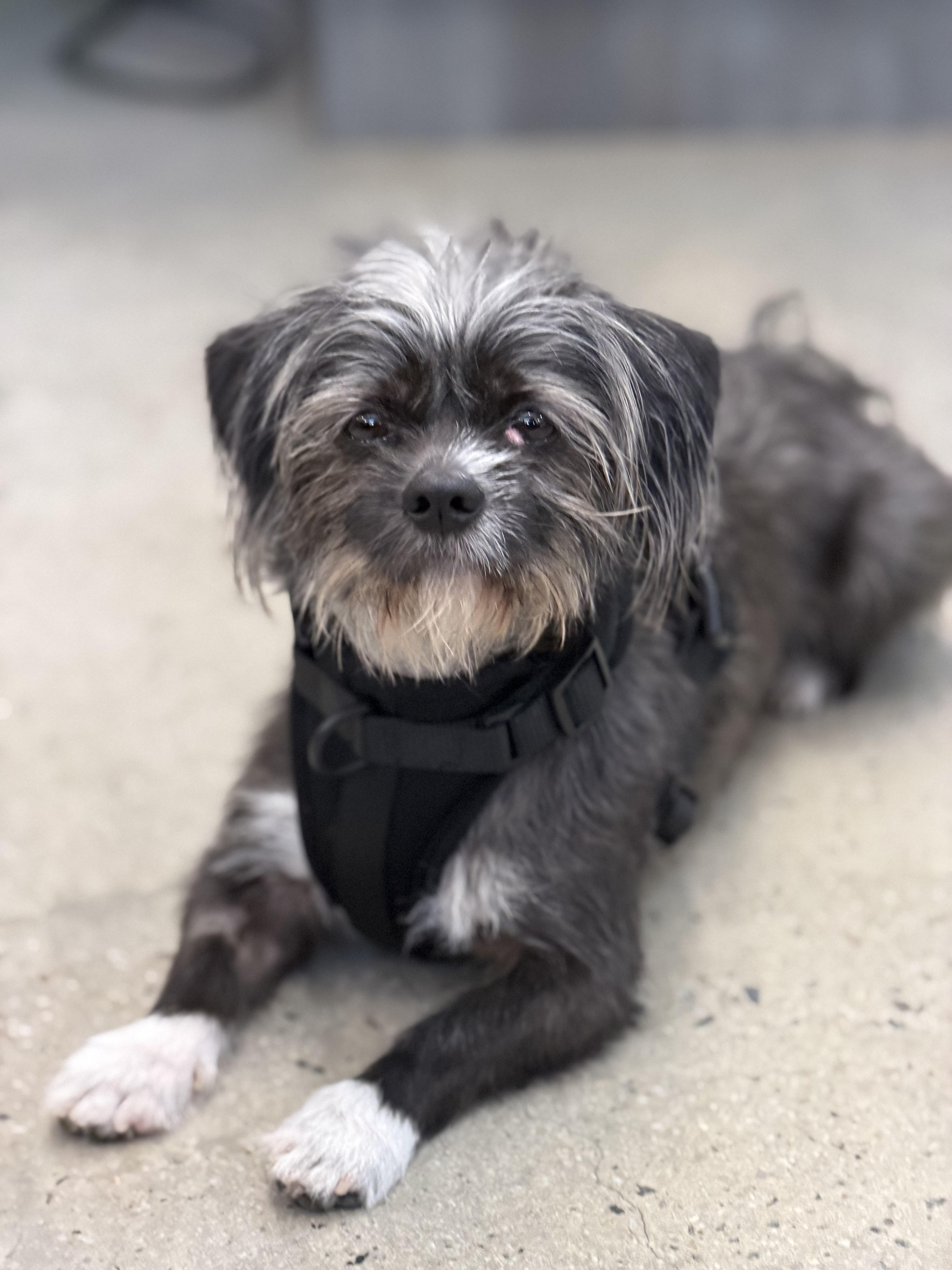 Enlarge King, an adopted mixed breed in New Rochelle, NY image 3/5