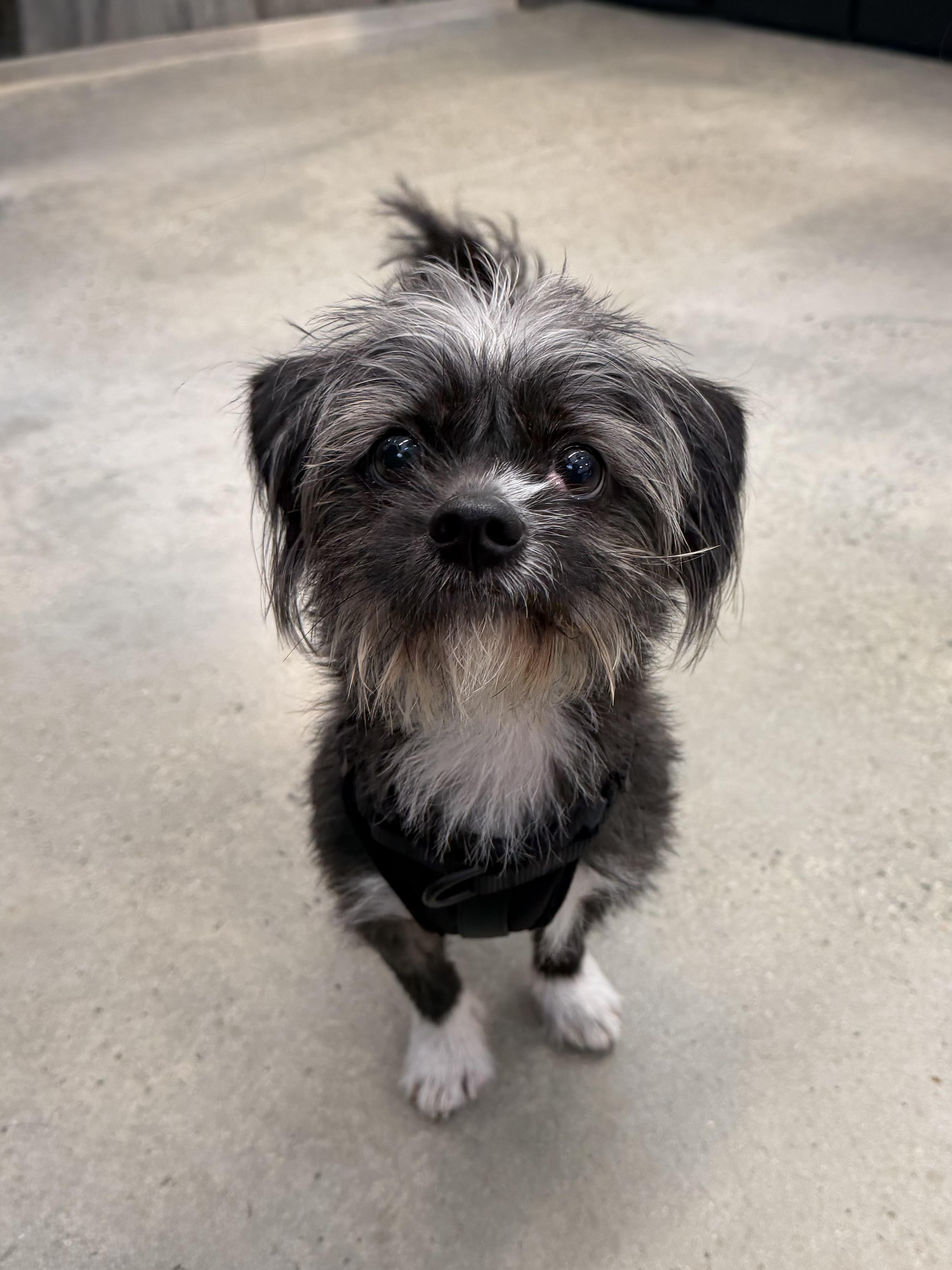 Enlarge King, an adopted mixed breed in New Rochelle, NY image 5/5