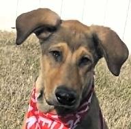 Starr, a ADOPTABLE mixed breed in Frederick, MD image 1/2
