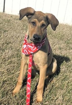 Starr, a ADOPTABLE mixed breed in Frederick, MD image 2/2