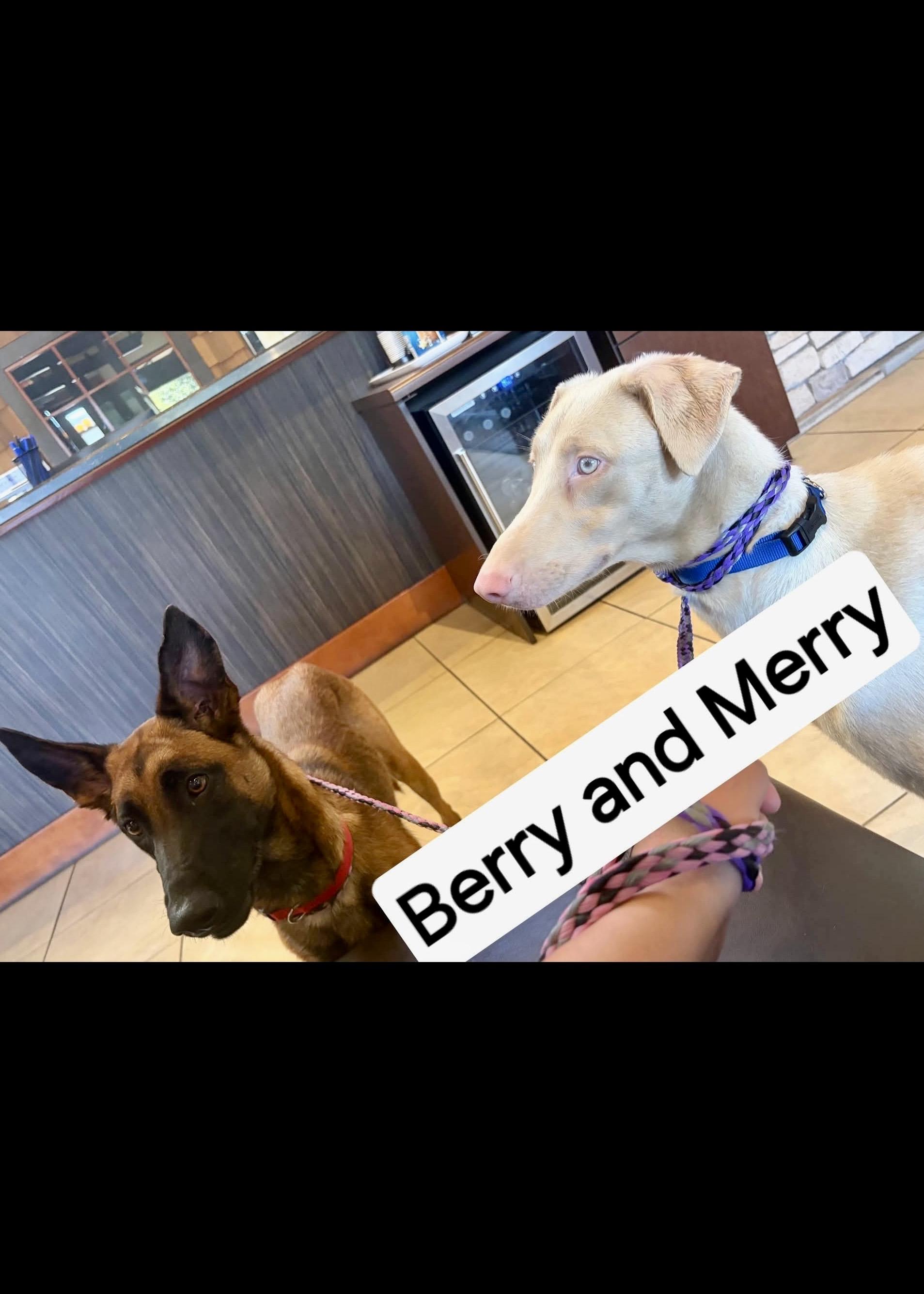 Berry and Merry, Adoptable, Young Female Belgian Shepherd / Malinois & German Shepherd Dog.