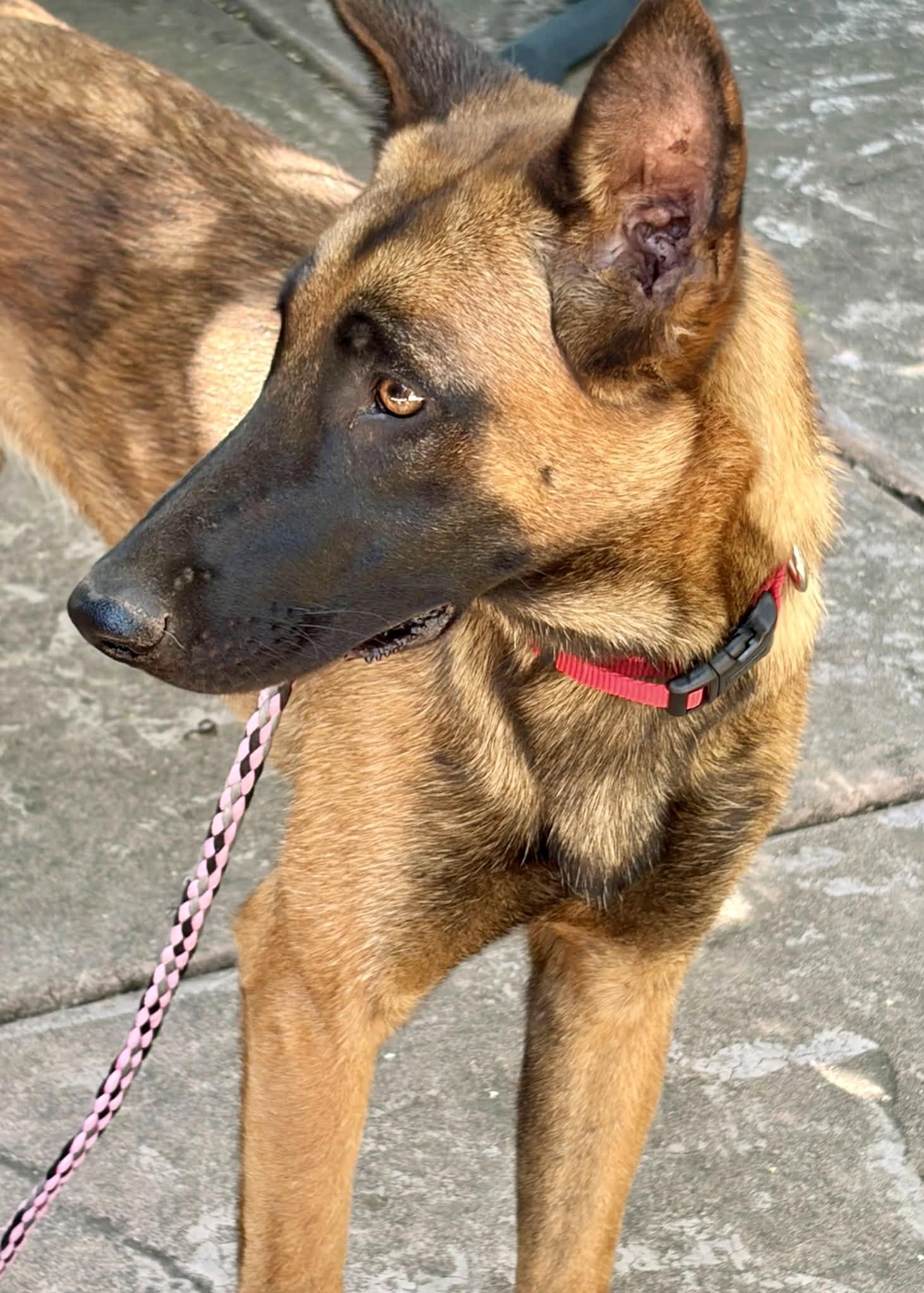 Enlarge Berry and Merry, a Adoptable mixed breed in Folsom, CA image 3/3
