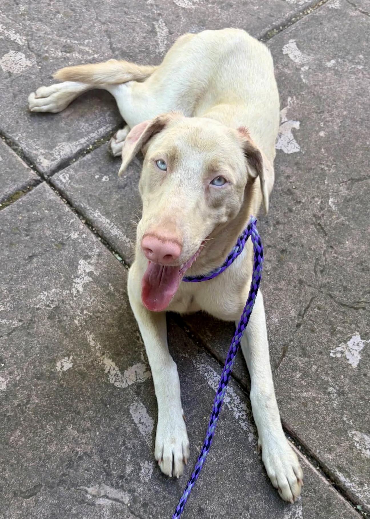 Enlarge Berry and Merry, a Adoptable mixed breed in Folsom, CA image 2/3