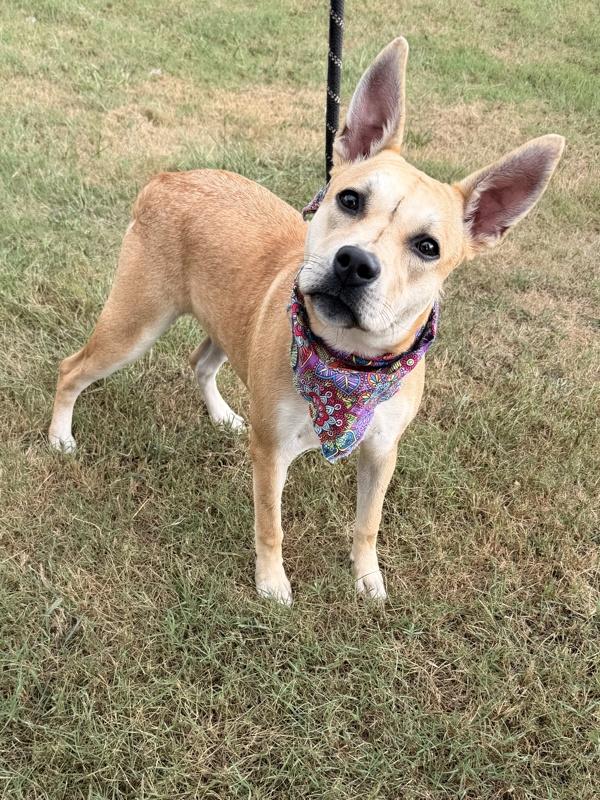 Penelope, Adoptable, Young Female Shepherd.