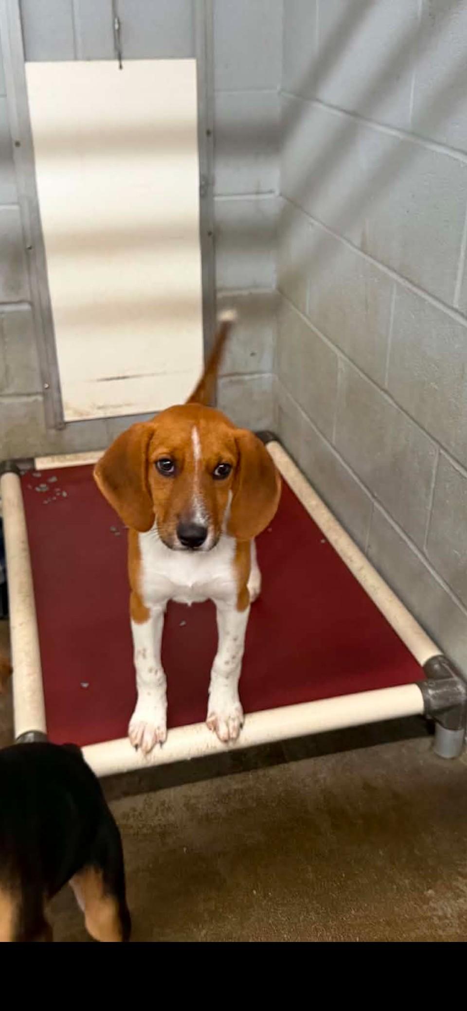 Ellie Mae, a ADOPTABLE Hound in Media, PA image 2/3