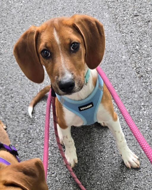 Ellie Mae, ADOPTABLE, Puppy Female Hound.