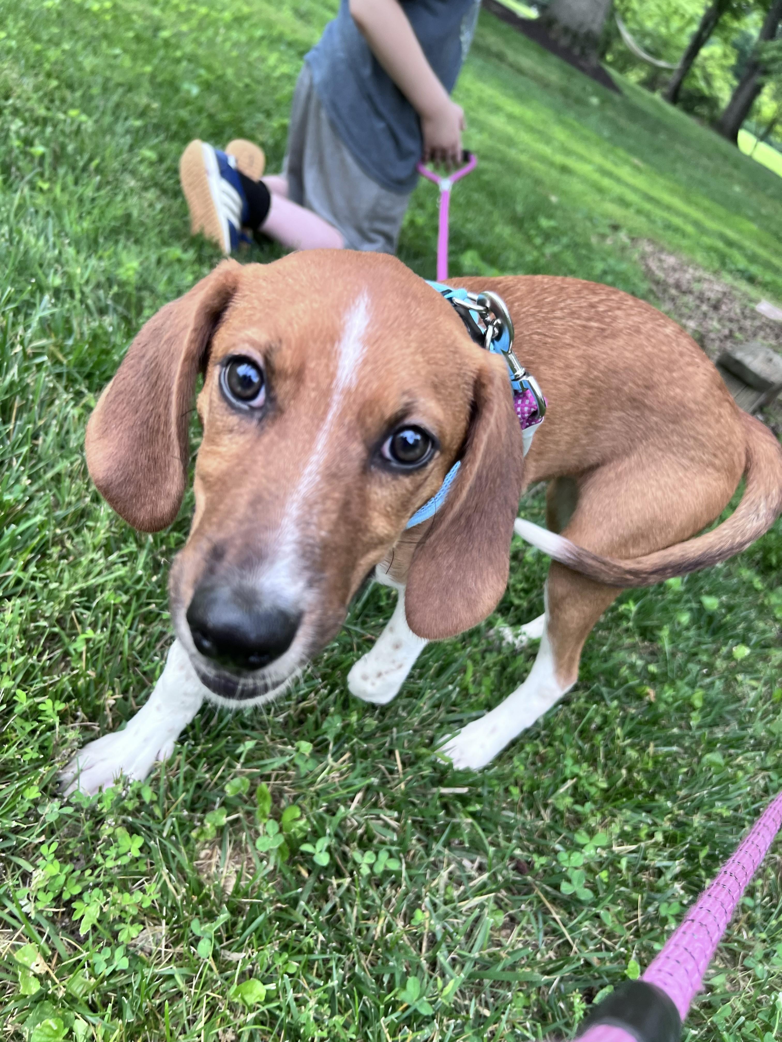 Ellie Mae, a ADOPTABLE Hound in Media, PA image 3/3