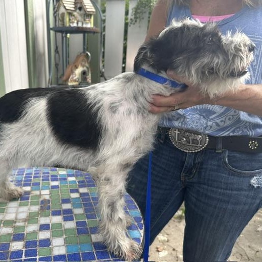 Enlarge Rocky, an adopted Miniature Schnauzer in Omaha, NE image 3/3