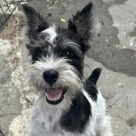 Enlarge Rocky, an adopted Miniature Schnauzer in Omaha, NE image 1/3