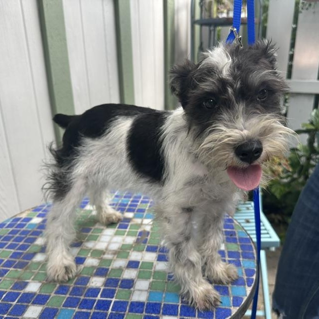 Enlarge Rocky, an adopted Miniature Schnauzer in Omaha, NE image 2/3