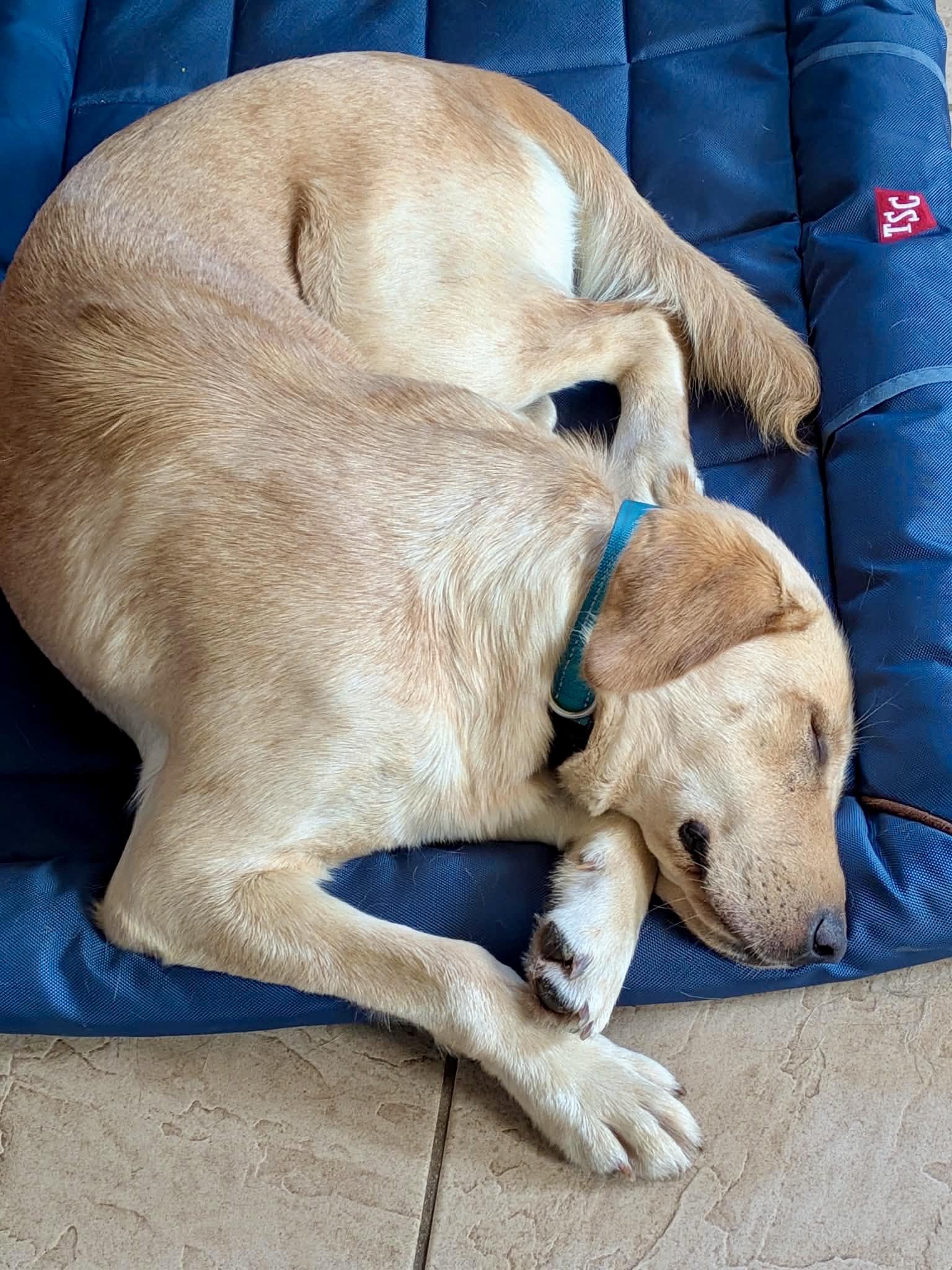 Lemon, an adopted mixed breed in Lewisville, IN image 2/3