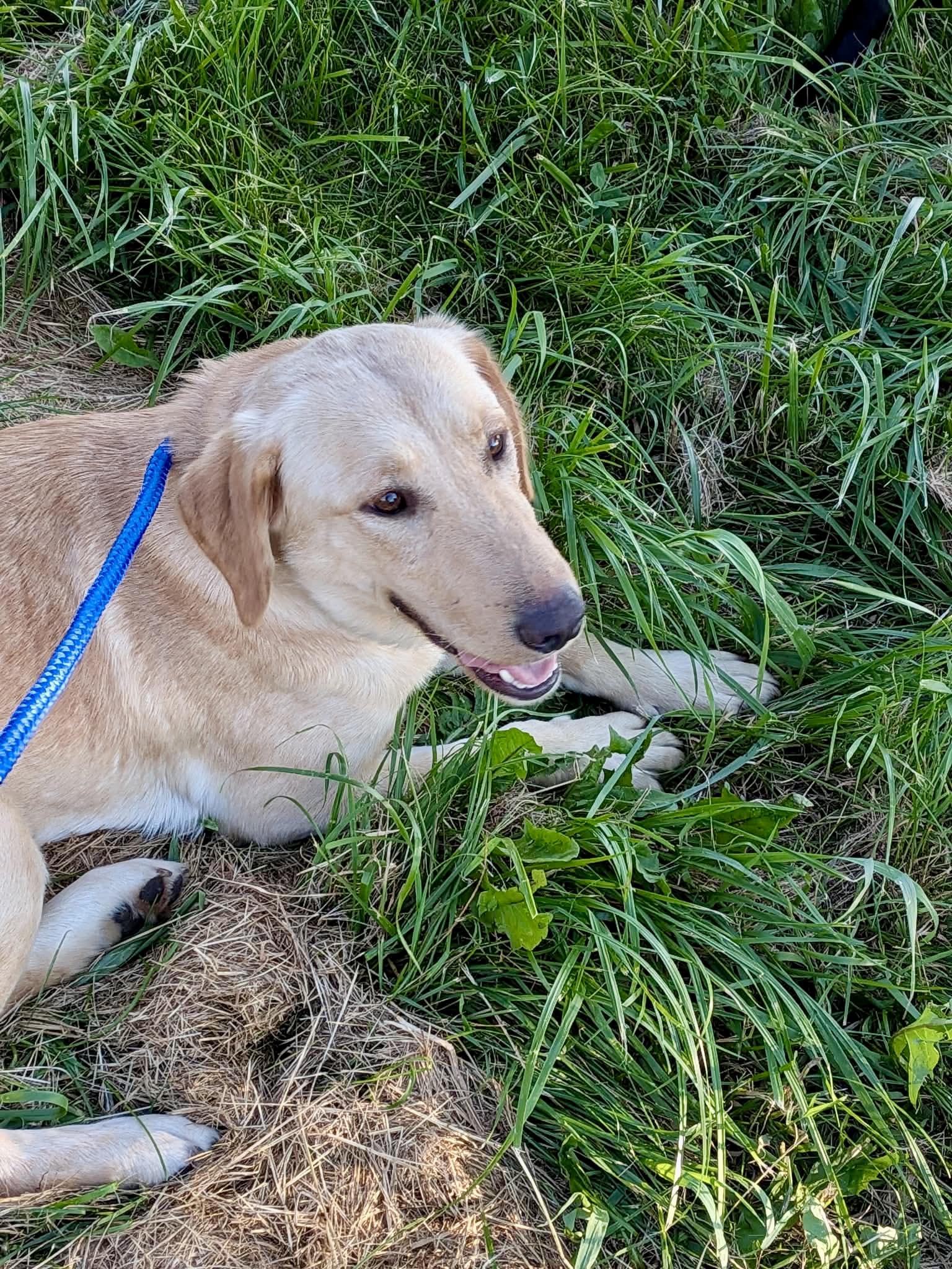 Lemon, an adopted mixed breed in Lewisville, IN image 3/3