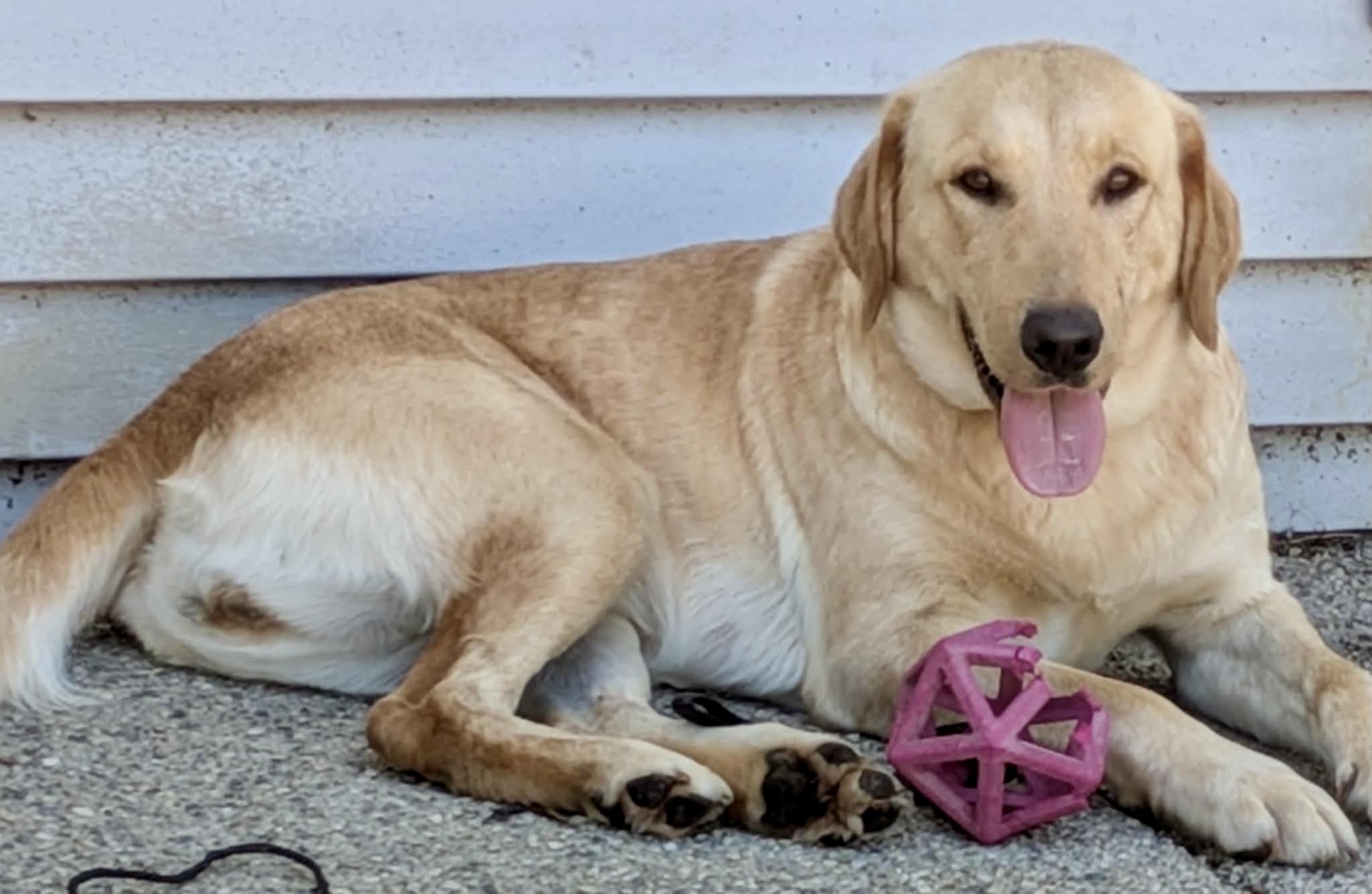 Lemon, an adopted mixed breed in Lewisville, IN image 1/3