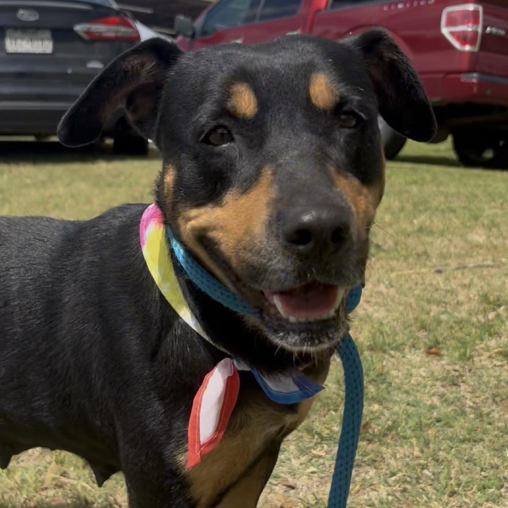 Enlarge Belle, a Adoptable mixed breed in Palestine, TX image 1/6