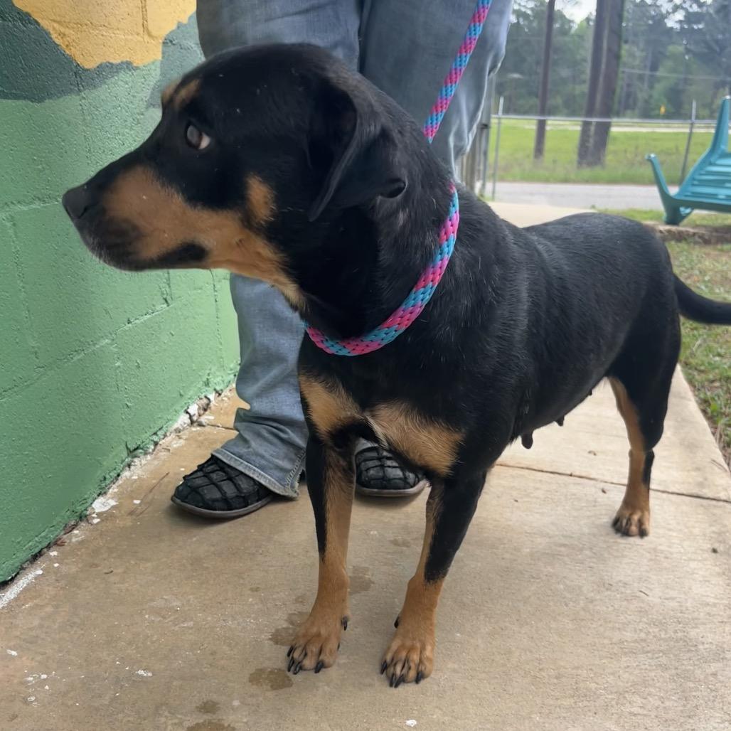 Enlarge Belle, a Adoptable mixed breed in Palestine, TX image 2/6
