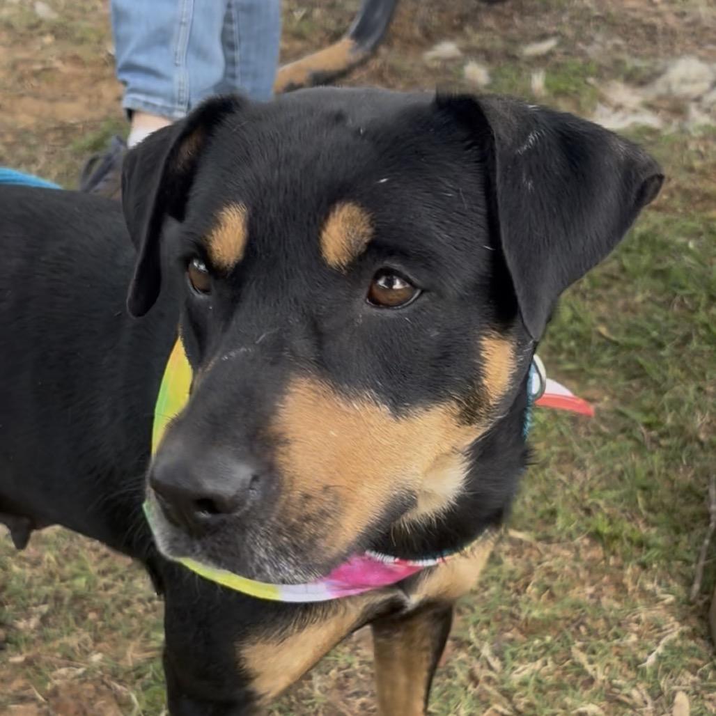Enlarge Belle, a Adoptable mixed breed in Palestine, TX image 3/6