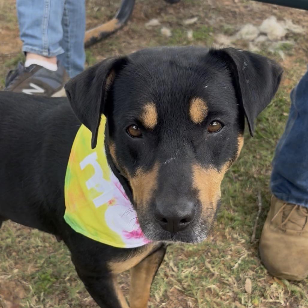 Enlarge Belle, a Adoptable mixed breed in Palestine, TX image 4/6