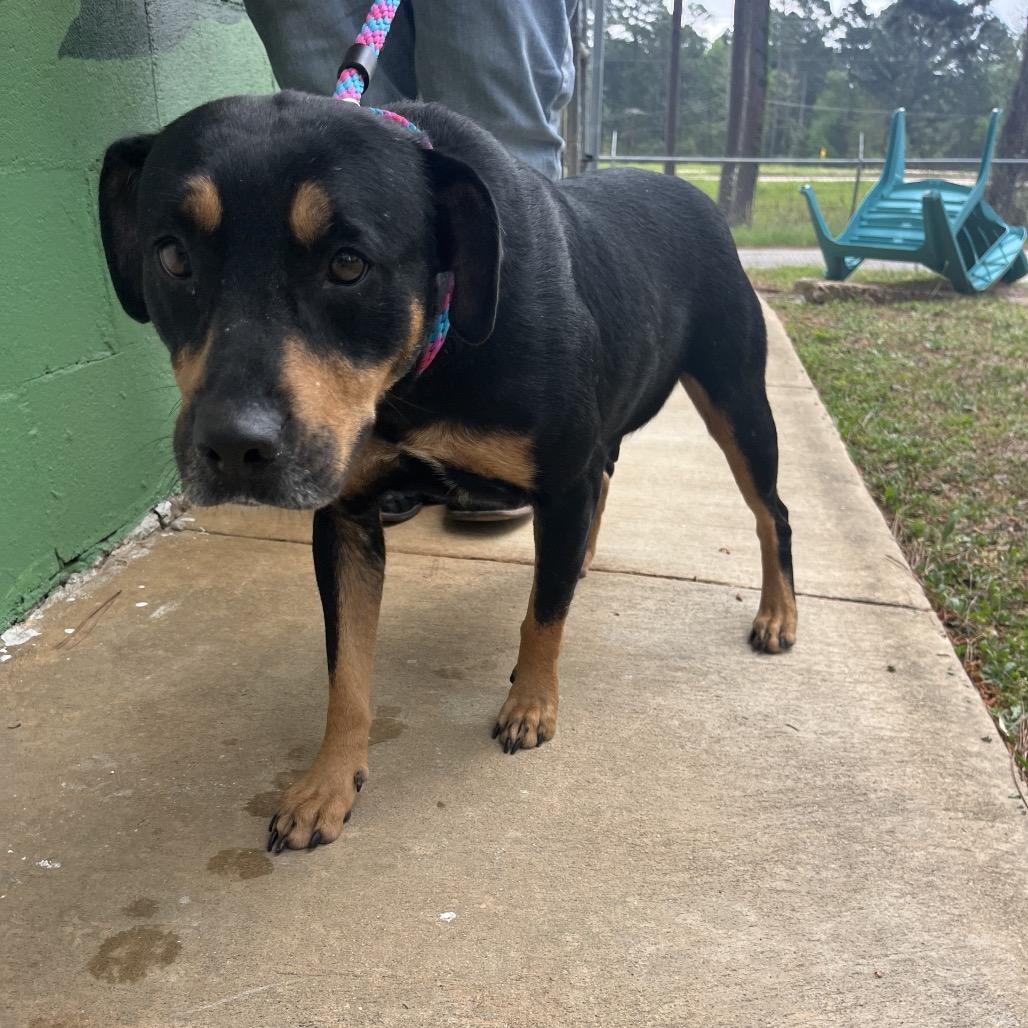 Enlarge Belle, a Adoptable mixed breed in Palestine, TX image 5/6