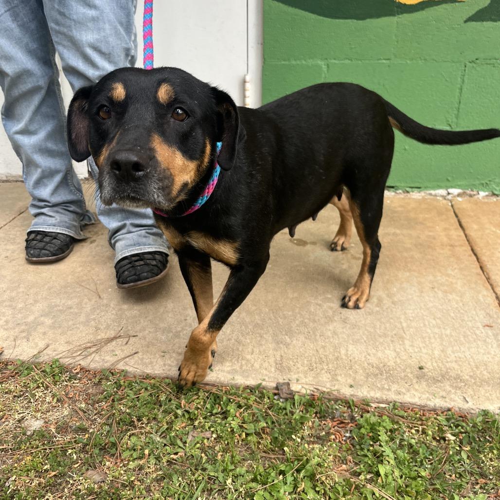 Enlarge Belle, a Adoptable mixed breed in Palestine, TX image 6/6