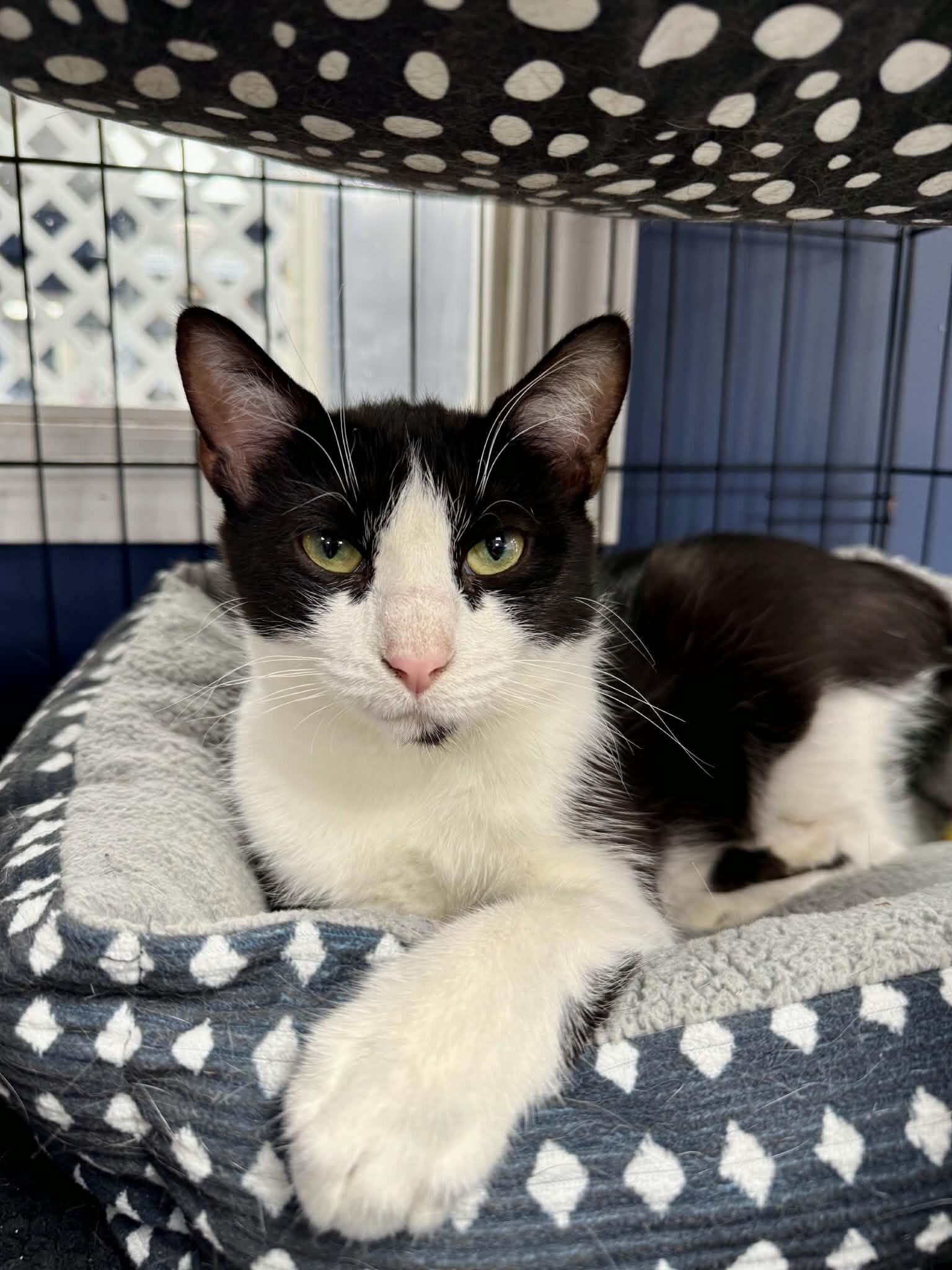 Jessamine, Adoptable, Adult Female Tuxedo.