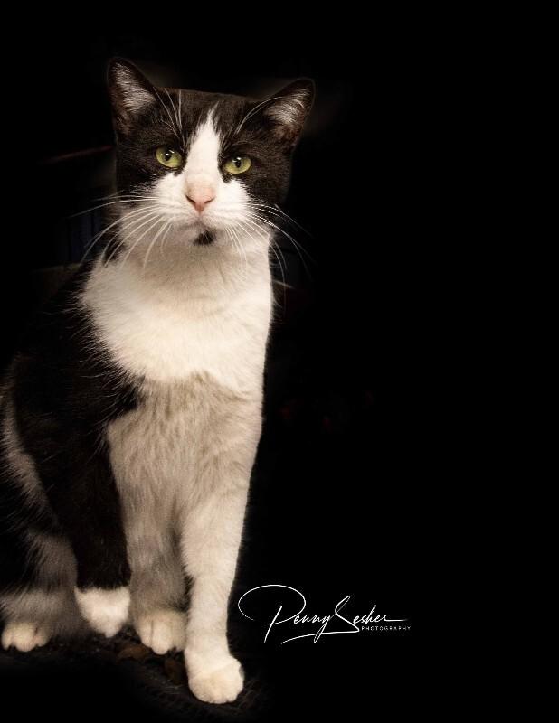 Enlarge Jessamine, a Adoptable Tuxedo in Belton, MO image 2/6