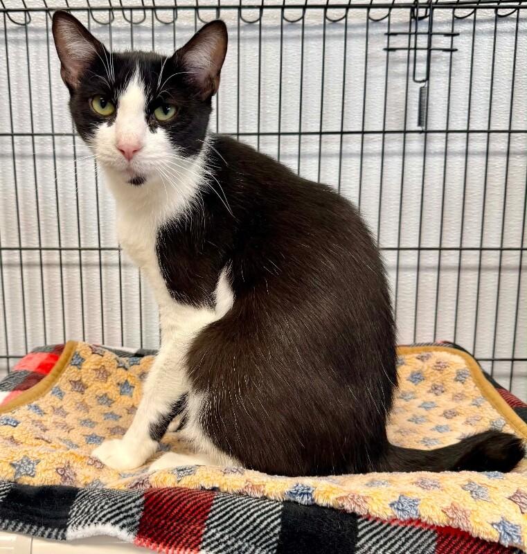 Enlarge Jessamine, a Adoptable Tuxedo in Belton, MO image 3/6