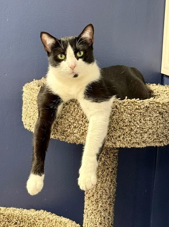 Enlarge Jessamine, a Adoptable Tuxedo in Belton, MO image 4/6