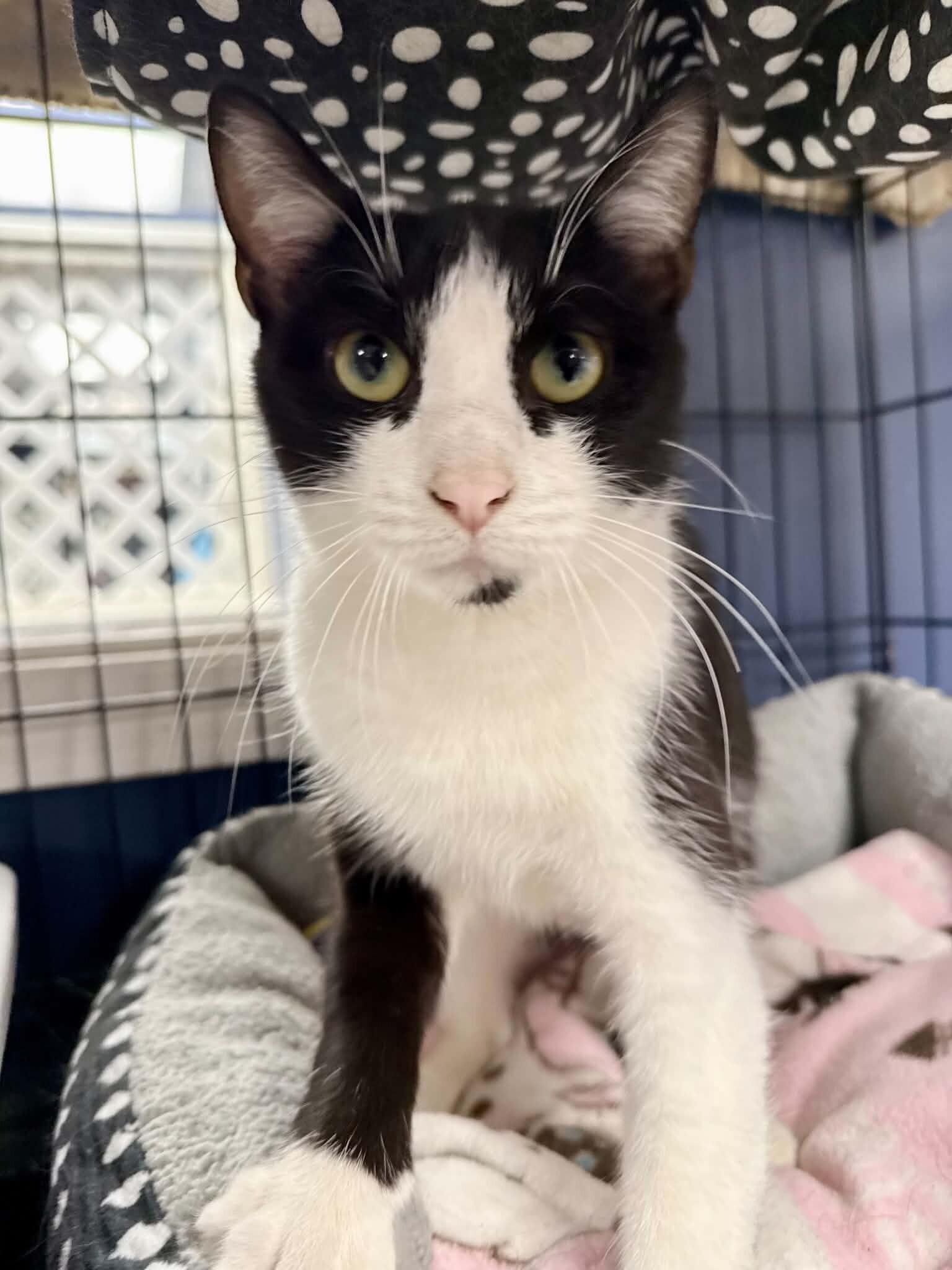 Enlarge Jessamine, a Adoptable Tuxedo in Belton, MO image 5/6