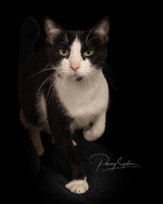 Enlarge Jessamine, a Adoptable Tuxedo in Belton, MO image 6/6